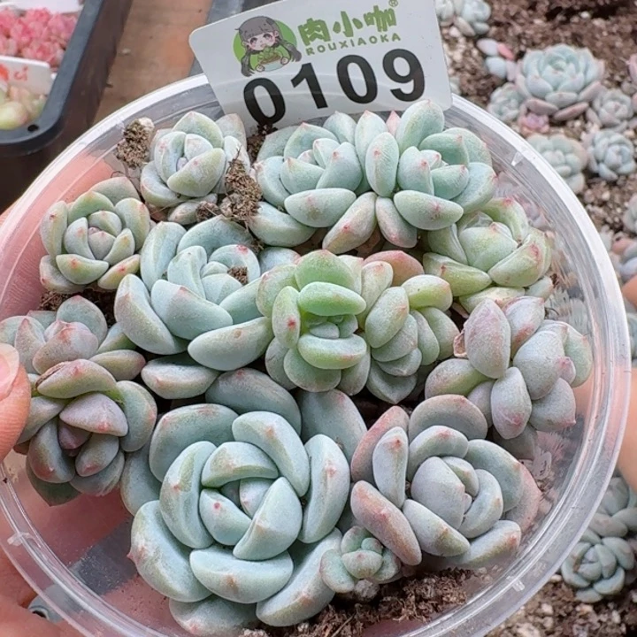 多肉植物多肉植物