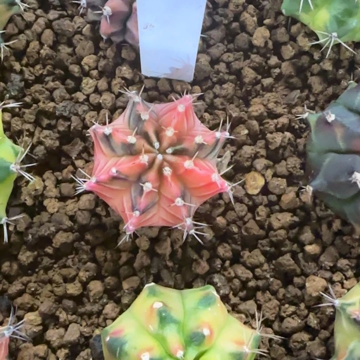 92-0117下播福利泰国发货多肉