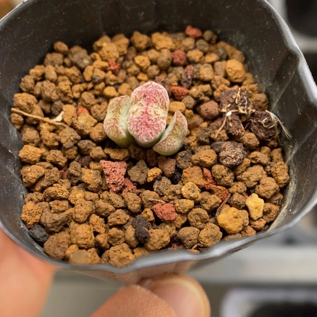 多肉植物肉锥杂交K-3766