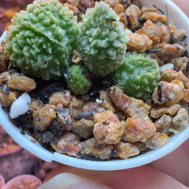 花***俊吉祥如意的一天从