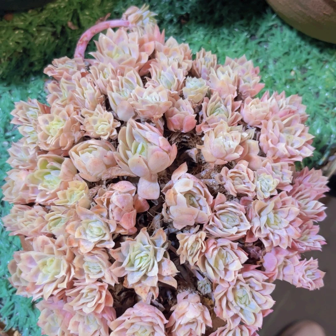 女王玫瑰锦30211多肉植物