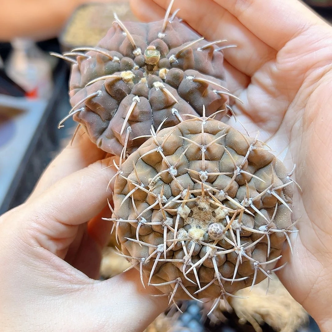 实生裸鄂刺球遁地款6公分