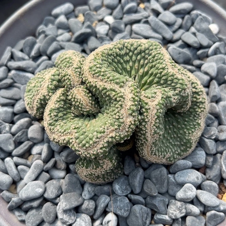 实生菊水缀化仙人球