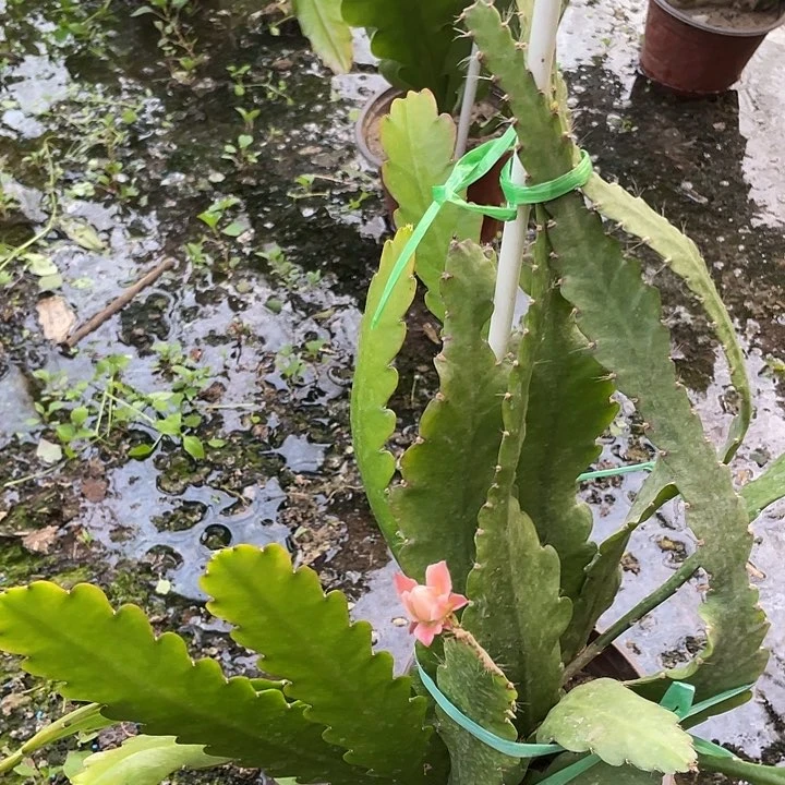 冰*令箭荷花盆栽江南粉