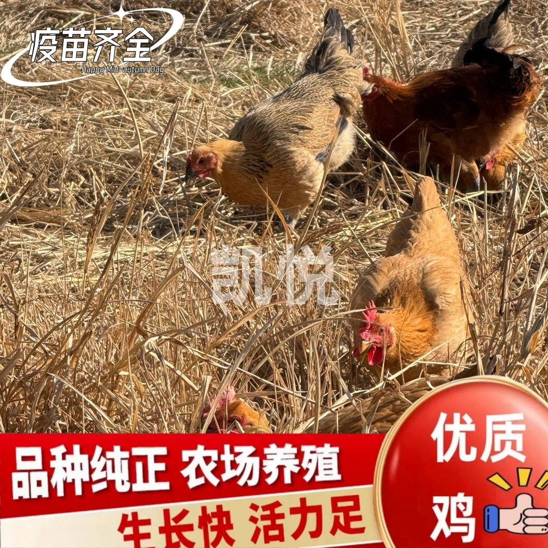 崇仁麻鸡公母可选一斤左右发货发8只散养绿壳蛋宠物鸡-