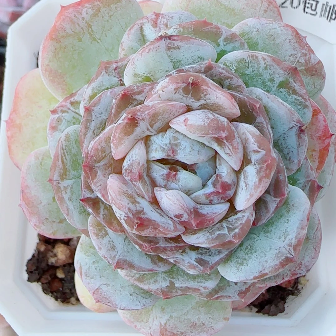 花语逸镜1020-208石化