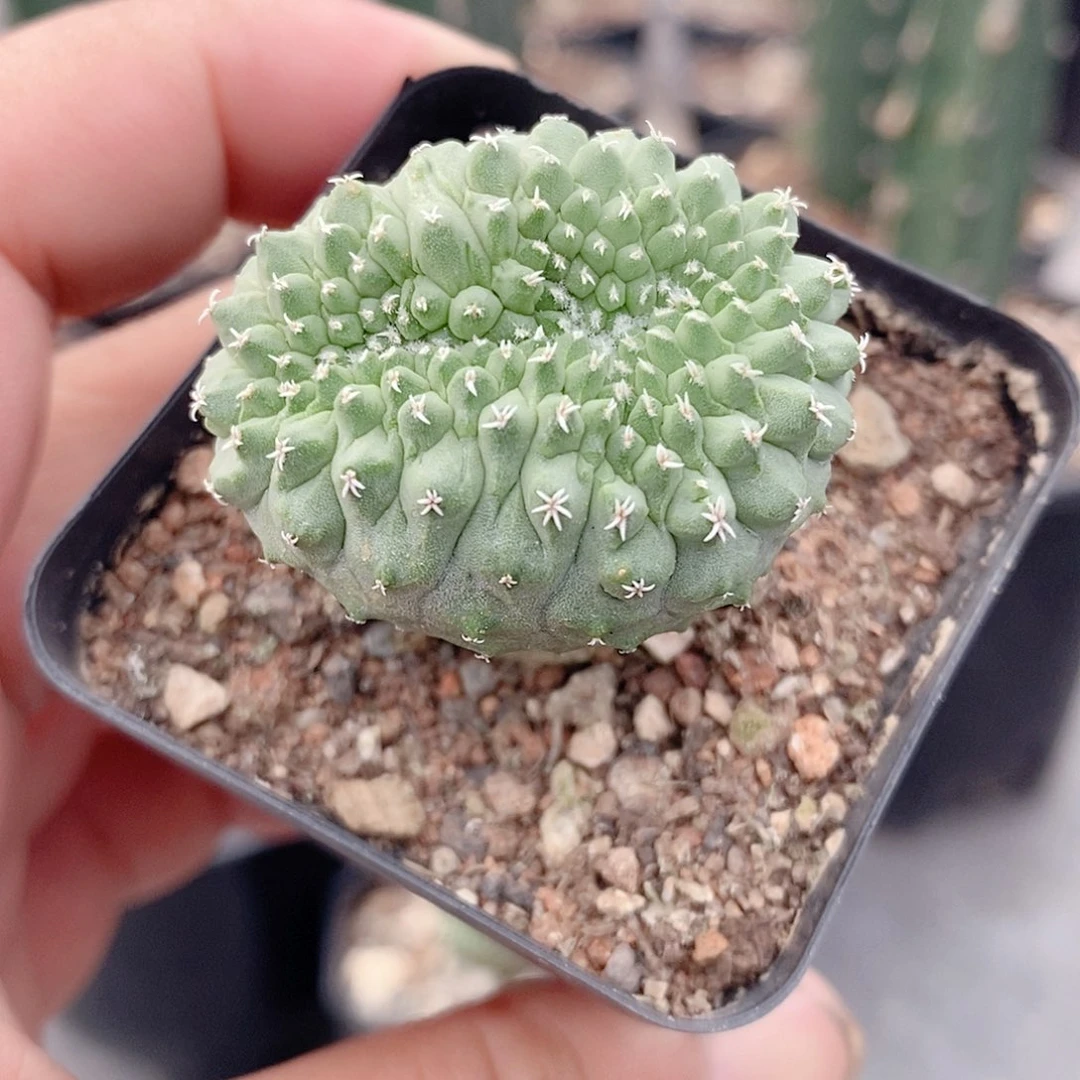 实生 菊水缀化3.7公分左右一物一拍