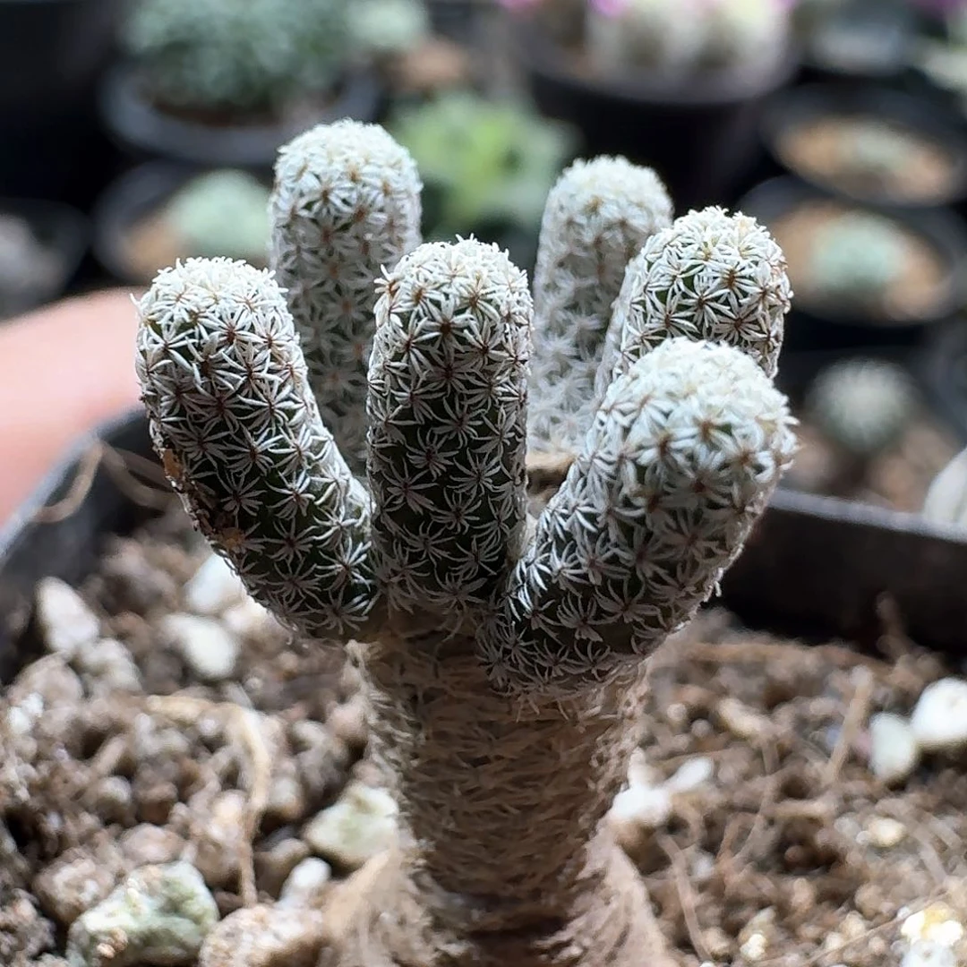 424mini牧师带盆发货