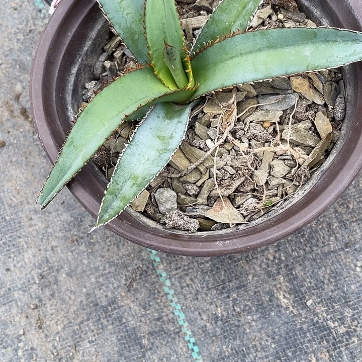 ?****龙舌兰绿色植物