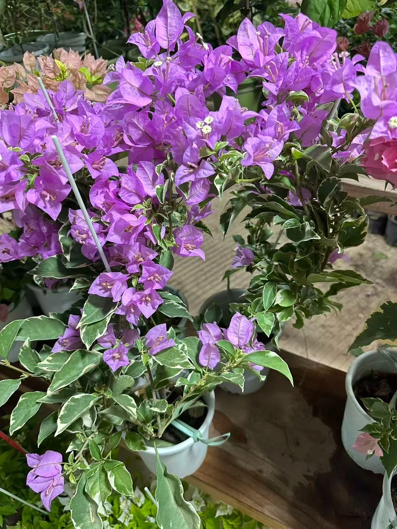 银边浅紫(三角梅)原生大苗四季开花老桩爬藤植物（不带花发货）