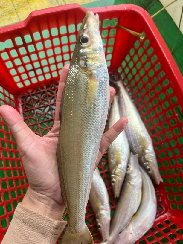 湛江外罗渔港天然海钓大沙尖