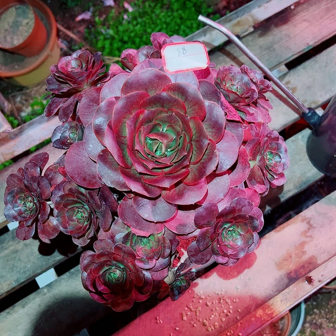 美金玫瑰多肉植物保护