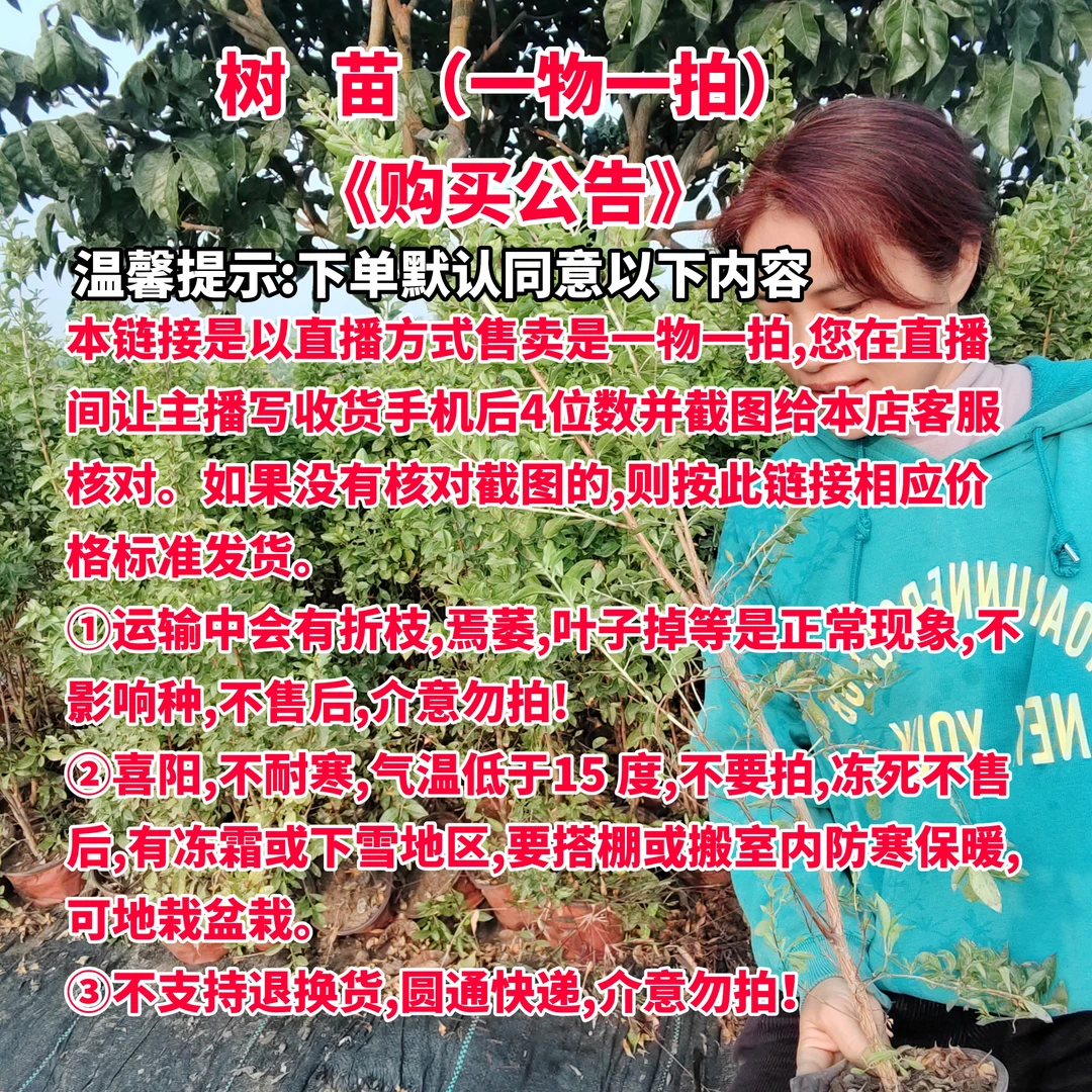 散沫花树苗一物一拍链接运输会折枝焉萎叶子掉落气温低于15度勿拍