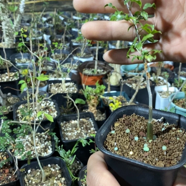 低海拔卡塔夫带盆土