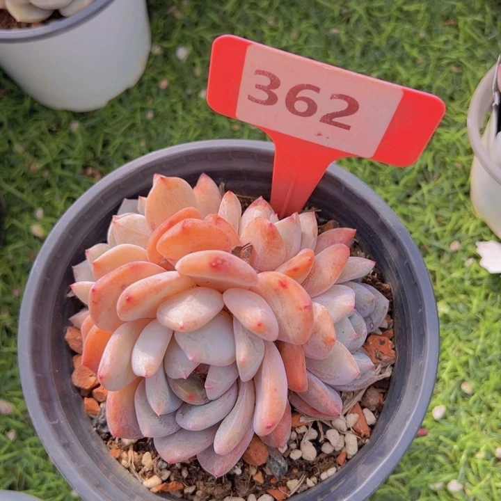 健健康康平平安安