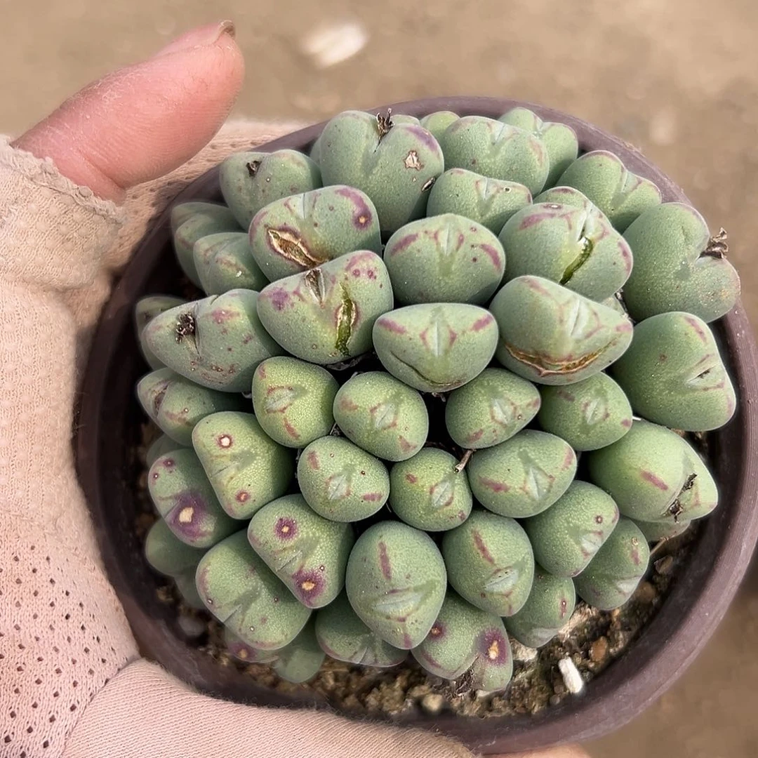 多肉植物多肉植物