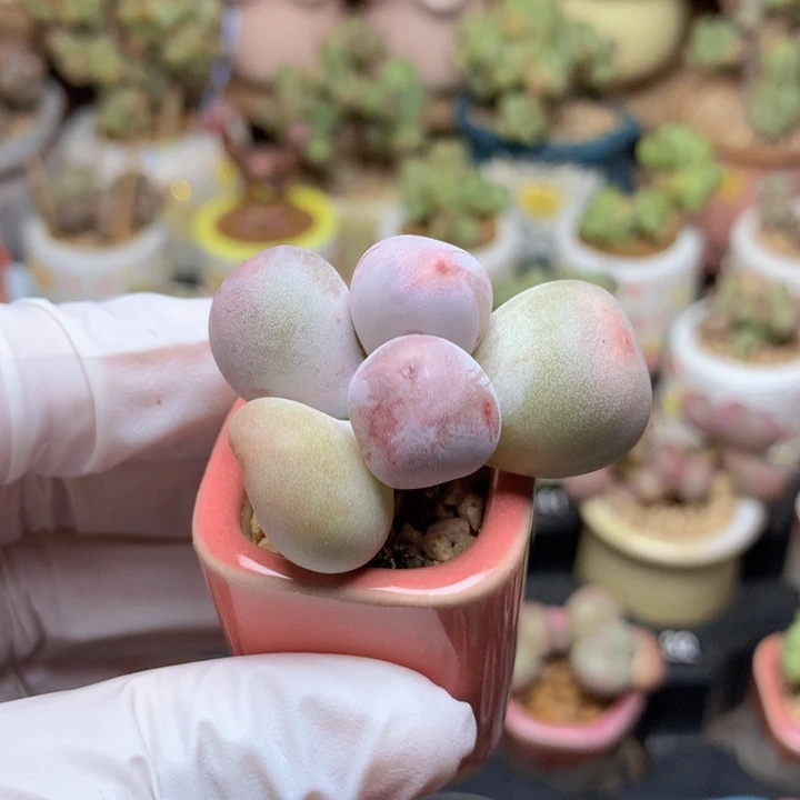 米可奶酪 1+1 木质