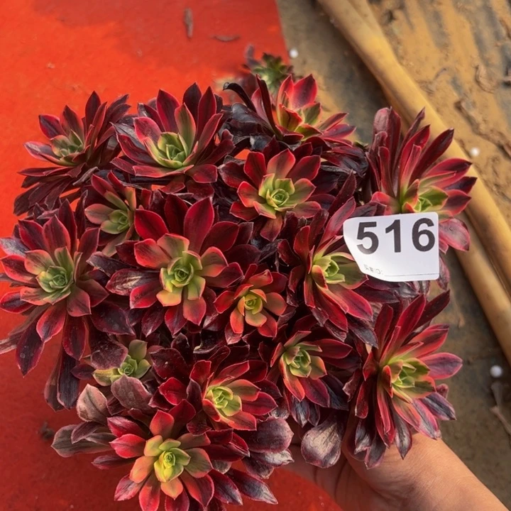 婚纱多肉植物516