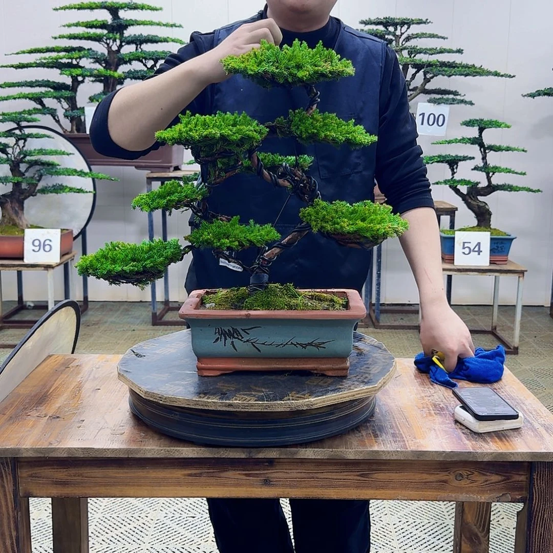 无花朵柏树造型盆景