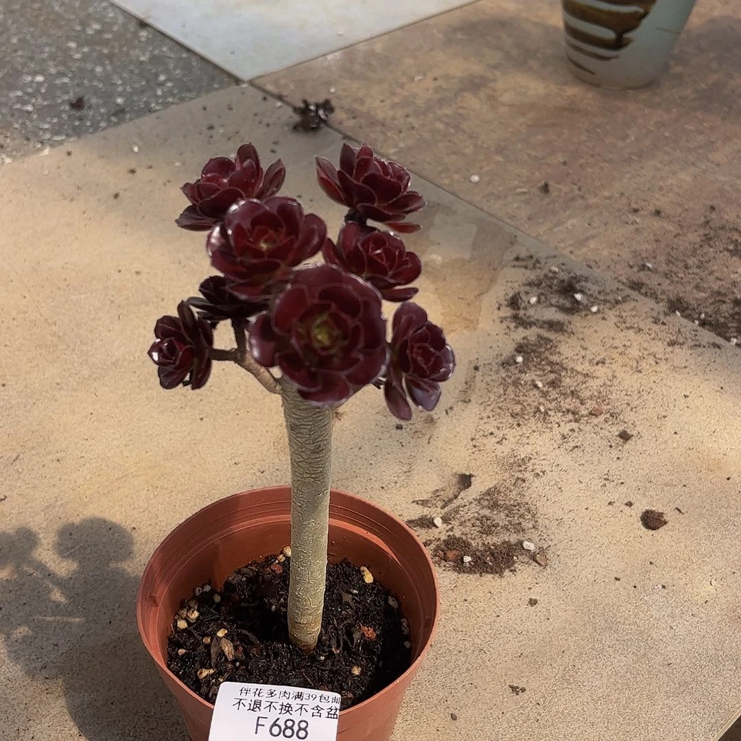 688-丸叶法师多肉6cm