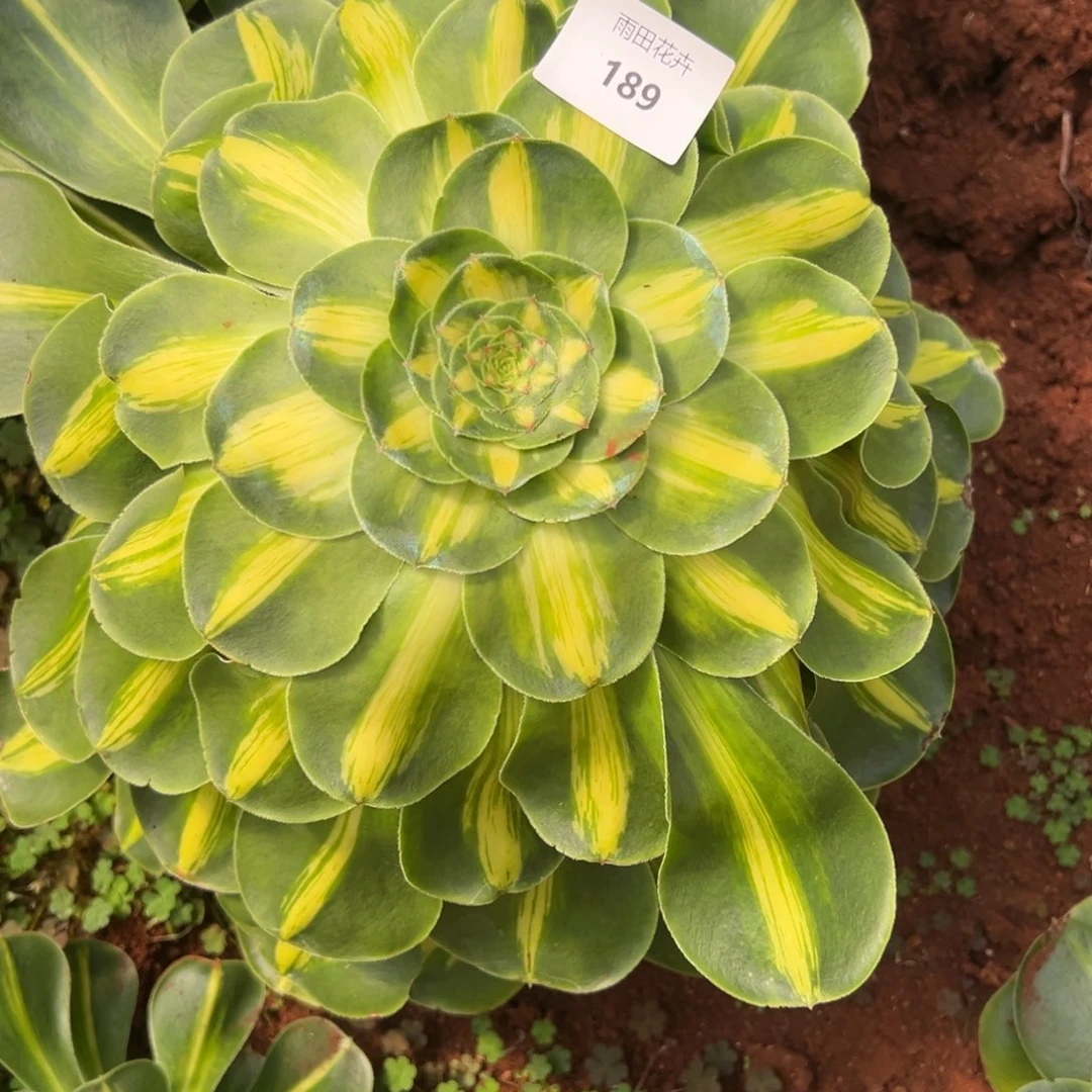 蓝**合精品多肉植物189