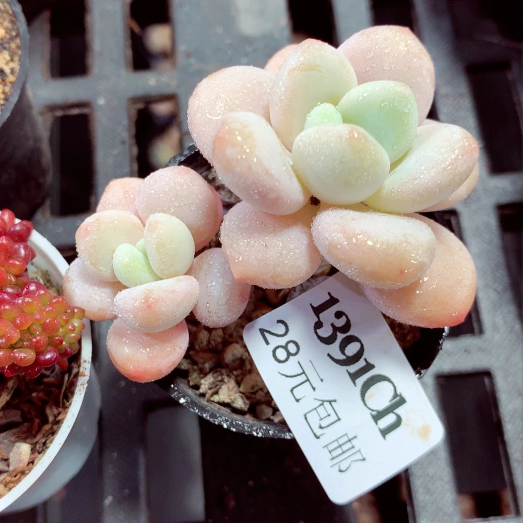 5厘米盆精控多肉1391