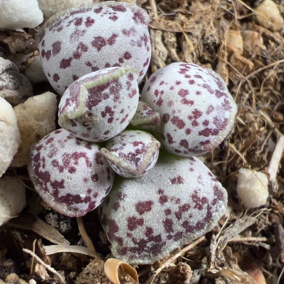 达摩海豹水泡多肉植物水泡