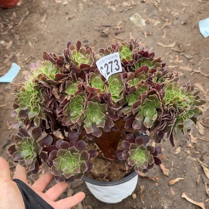 欧紫缀……多肉植物……