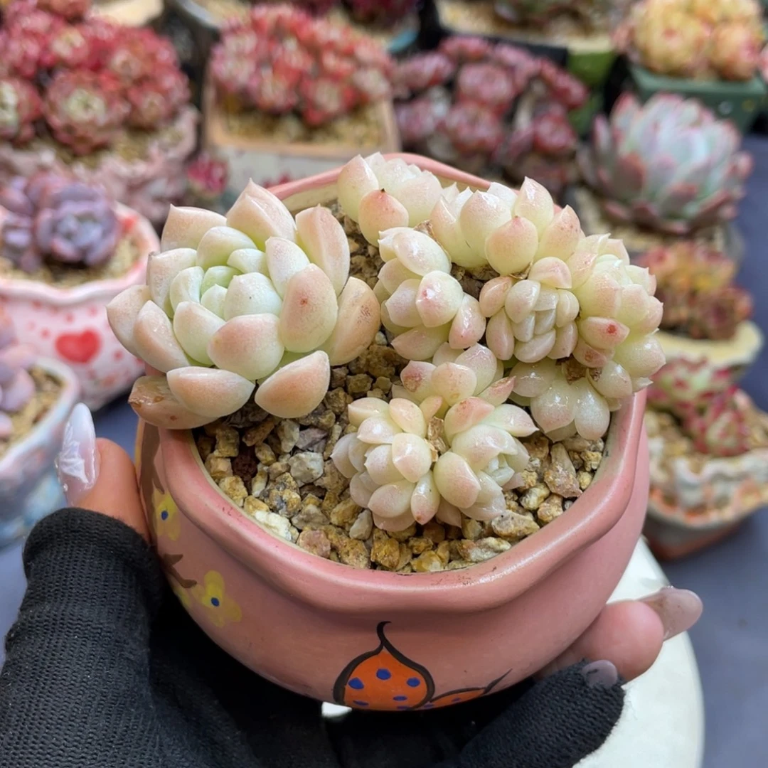 奶油美人朵朵缀老桩