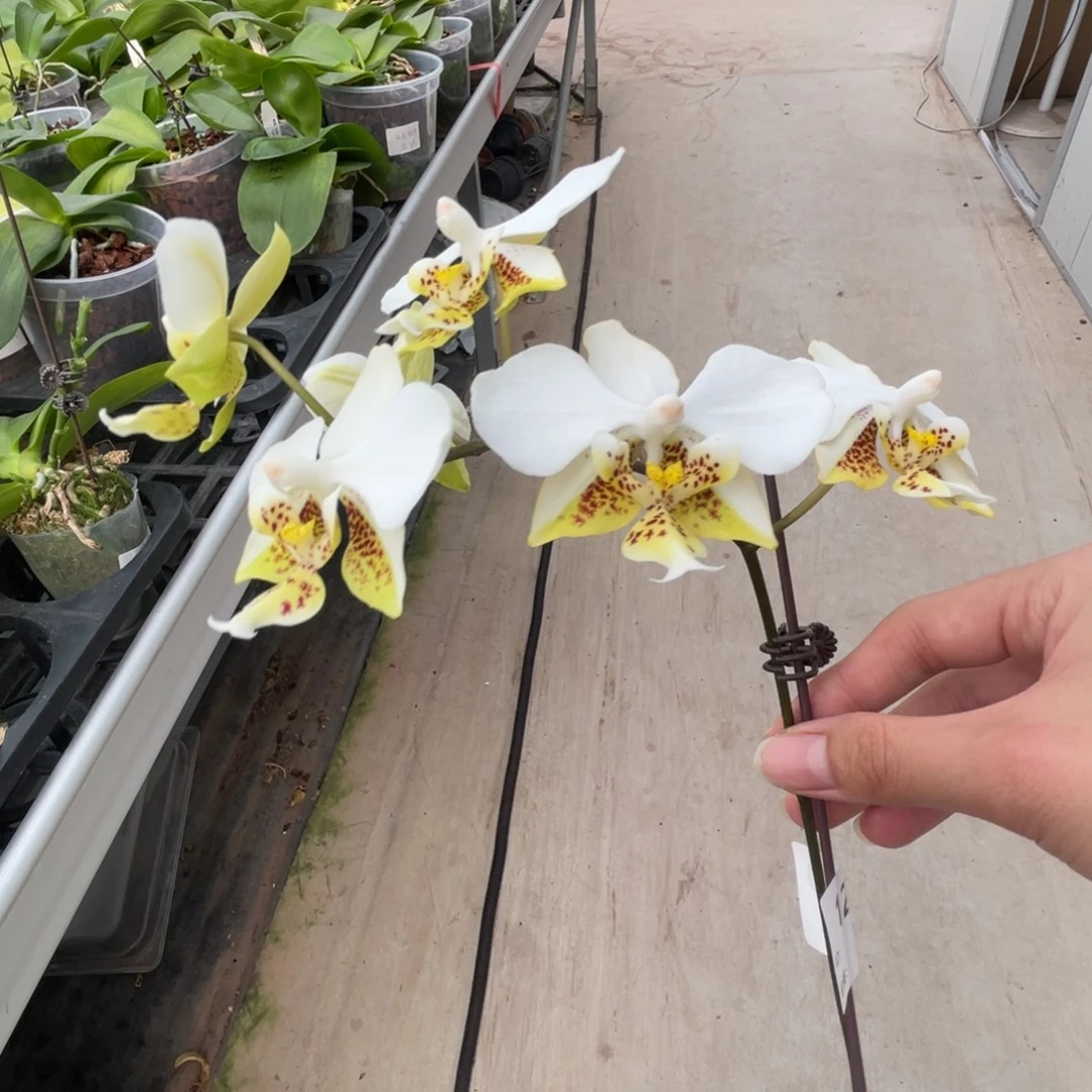 完全开放香白史-晚上浓香-1280-好闻