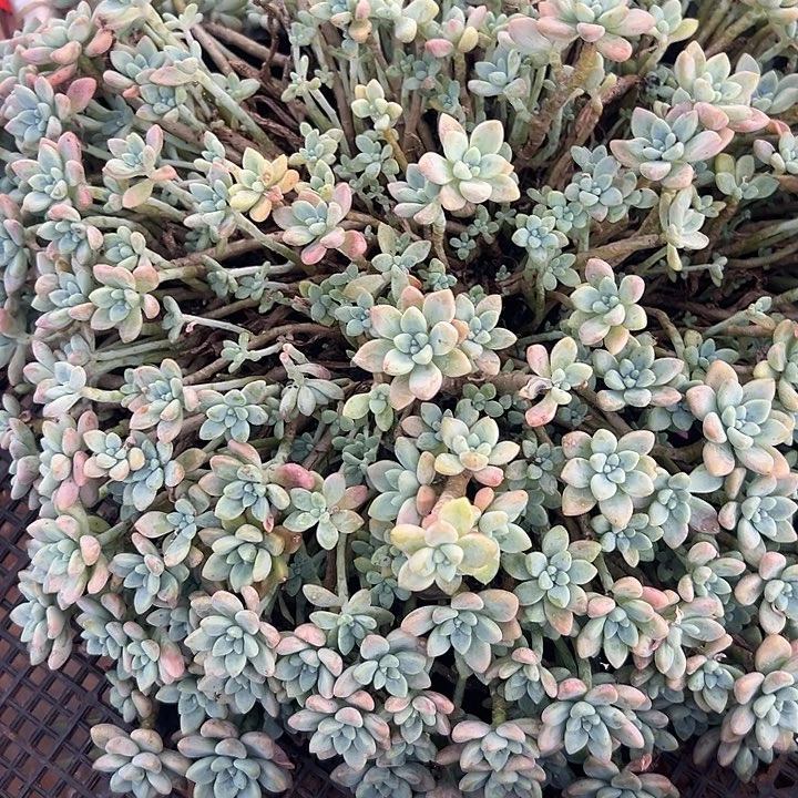 爱***7多肉植物实物直播实物85