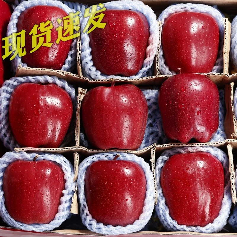 2025甘肃天水花牛苹果婴儿新鲜水果孕妇宝宝辅食现摘粉面甜苹果