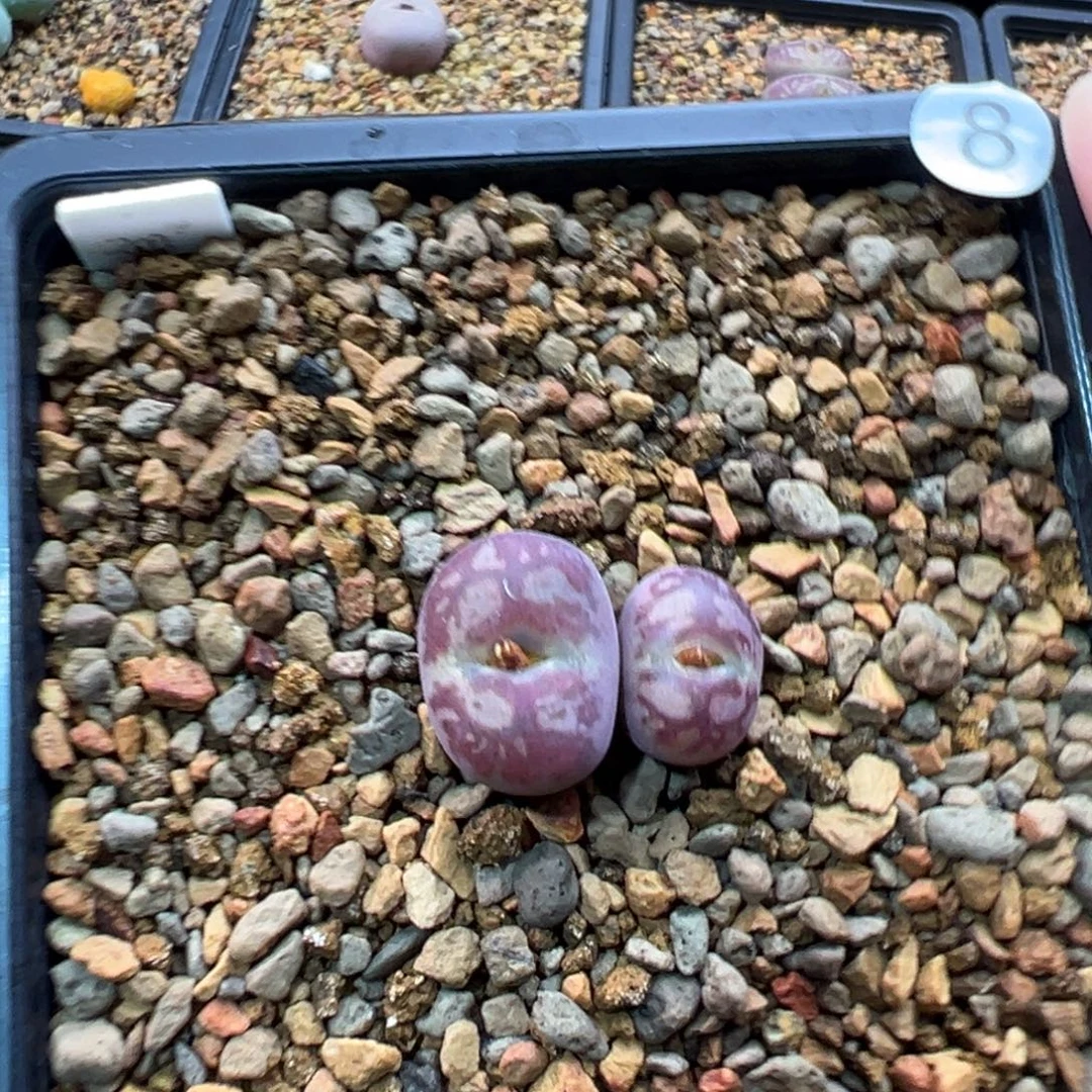 8多肉双头优选粗纹墨杂一棵