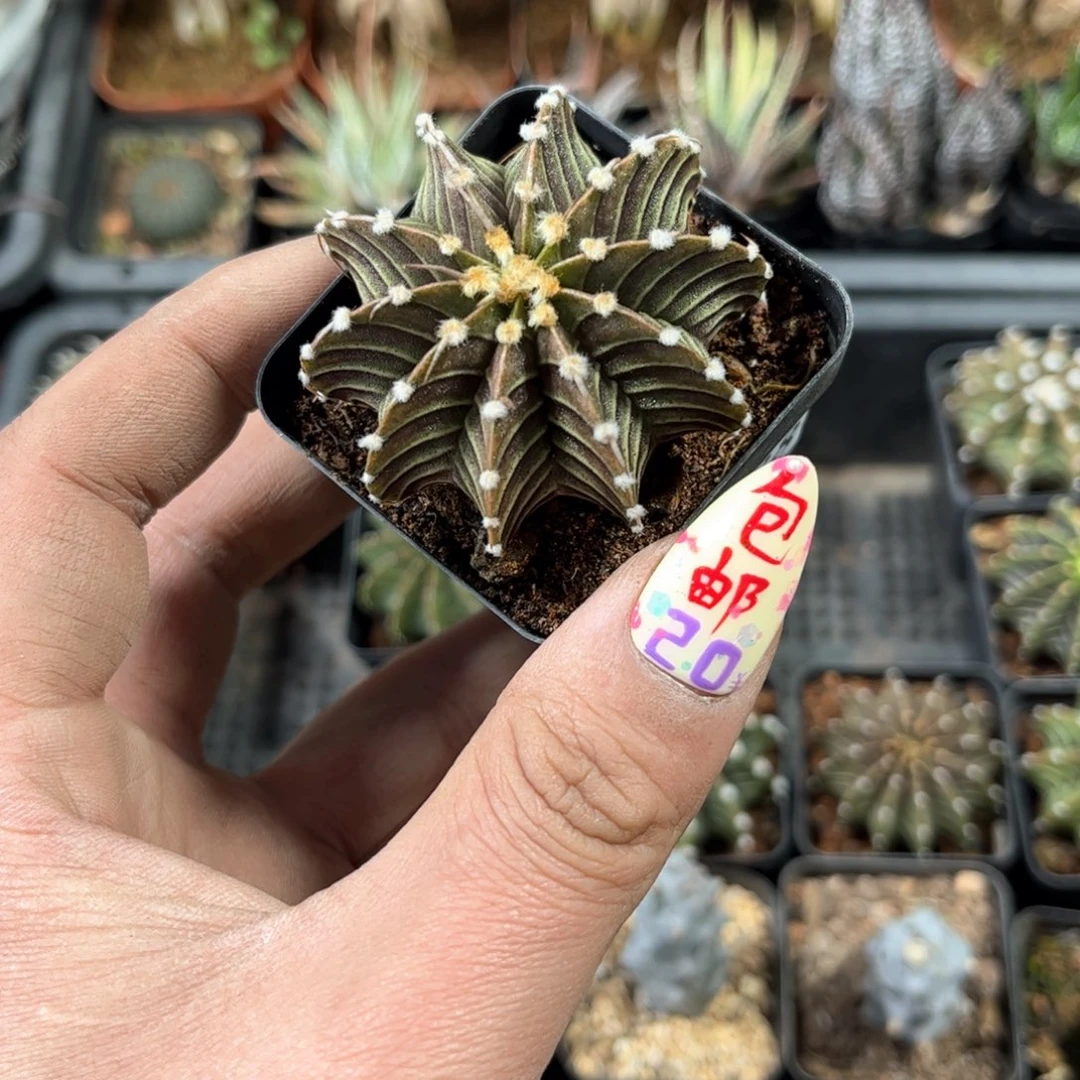 玉*24188一物一拍单头发货