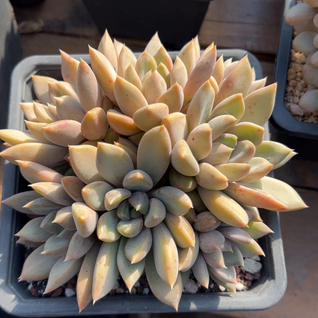 红象牙11111111111111111