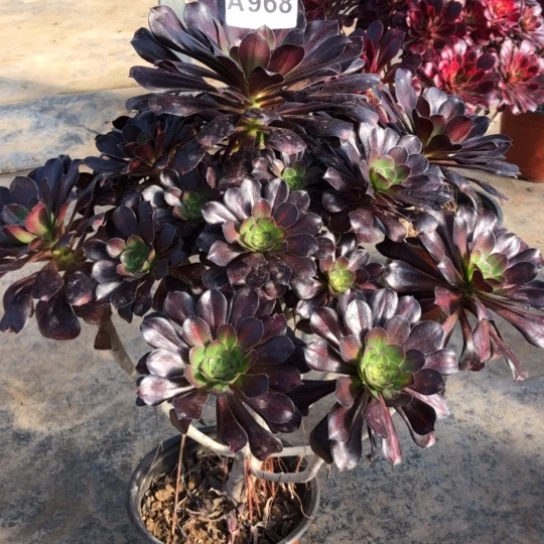 法师多肉植物末*法师968