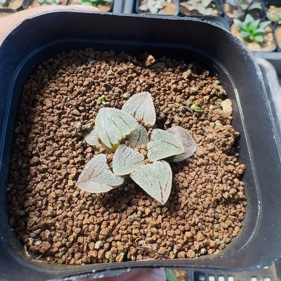 十二卷 实生特选福利