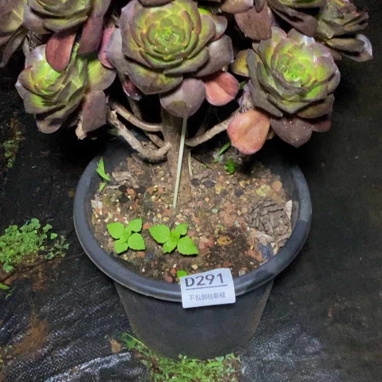 【闪购商品】大*291魅金多肉