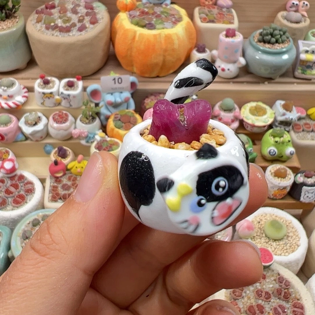 多肉植物63号摇头毛