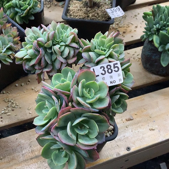霞光缀化  非偏远38包邮节后发货请联系