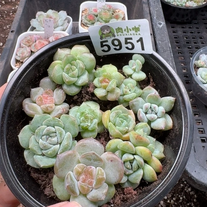 多肉植物多肉植物