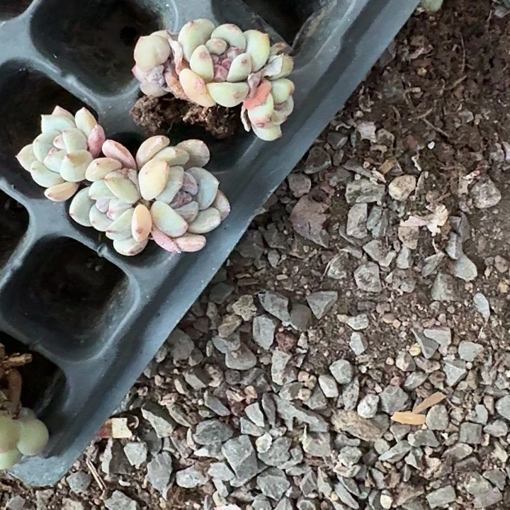 小倩一物一拍专拍链接