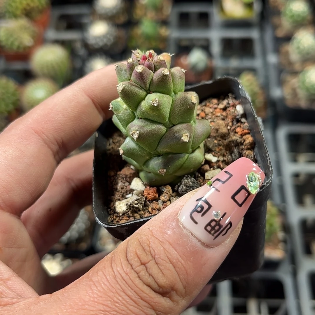 单头将军单头发货单头