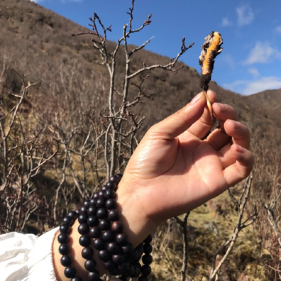 【定向链接】2025年新鲜冬虫夏草现挖现发青海那曲虫草0.3-1.0克/根