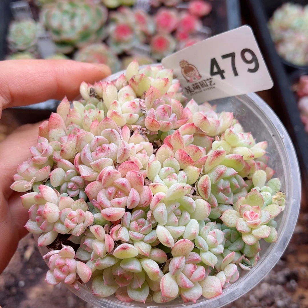 多肉植物多肉植物
