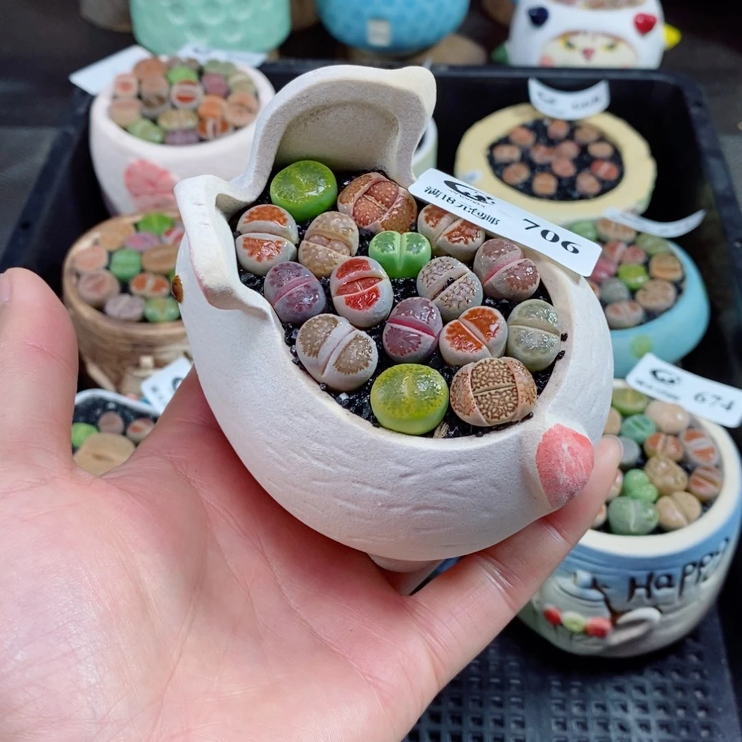 爱**角生石花花花花花706