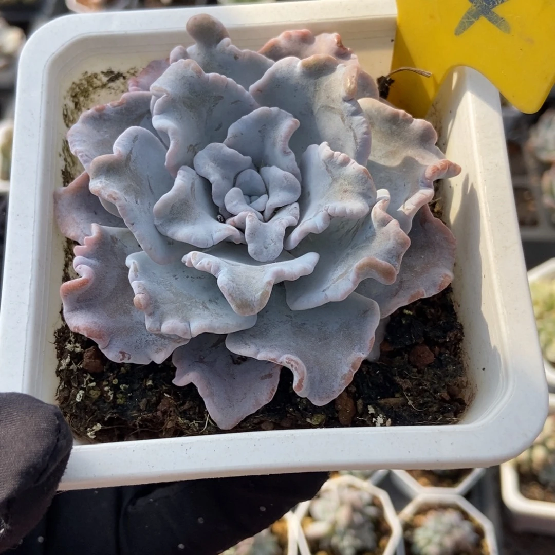 894白饺子皮多肉植物