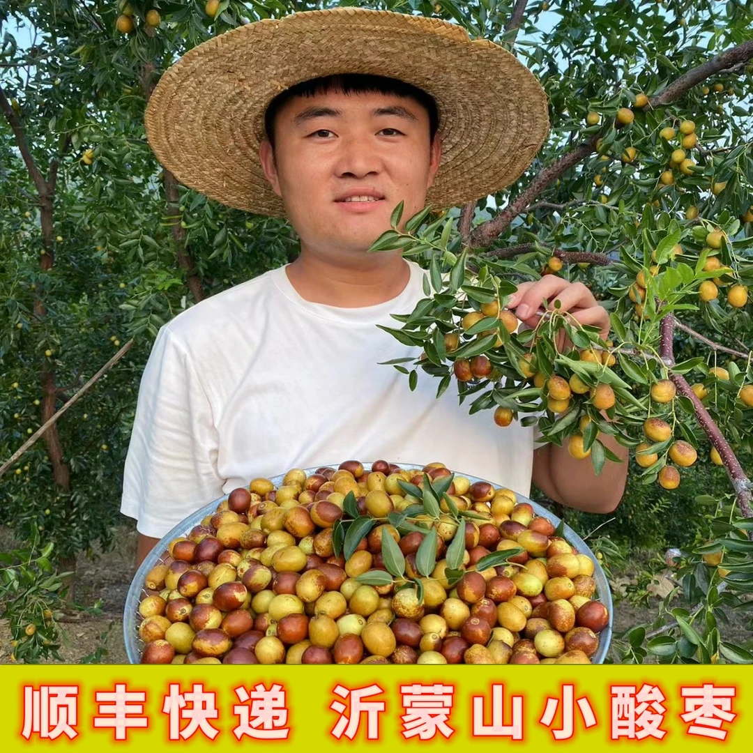 酸枣山枣沂蒙山山酸枣脆甜酸甜口新鲜现摘现发顺丰包邮