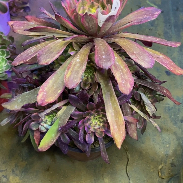 粉黛多肉断头不包0883