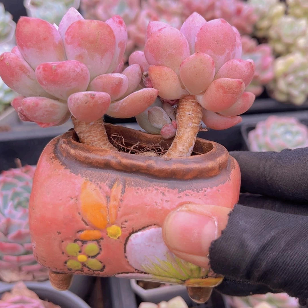 花斑鹿99888888888888888